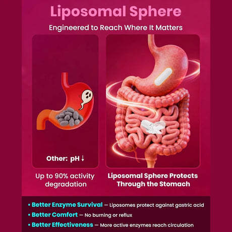 High Potency Enzyme Complex, with Lumbrokinase & CoQ10, Boost Vitality, Cellular Energy & Immune Health, Middle Aged Daily